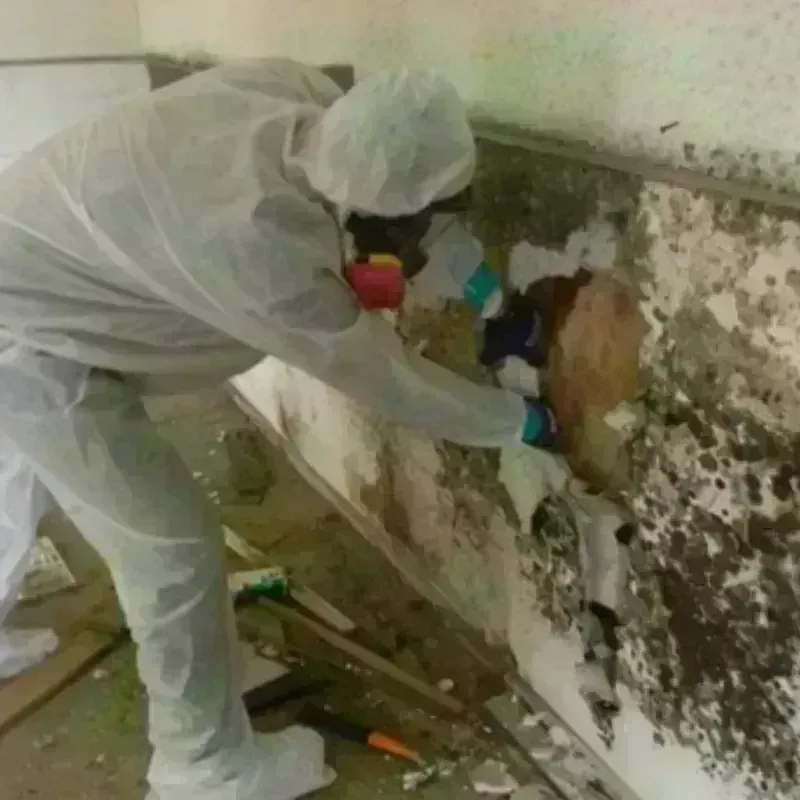 Mold Remediation and Removal in Lake Lure, NC